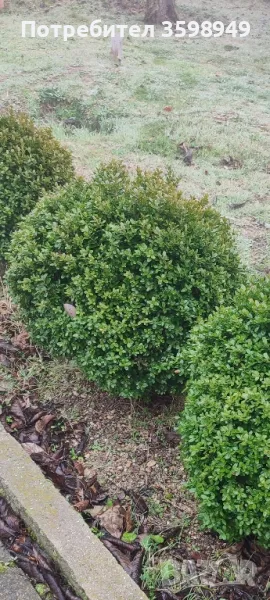 ЧИМШИР 55лв , снимка 1