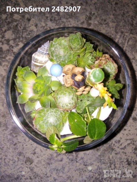 Сукуленти в стъкло, снимка 1