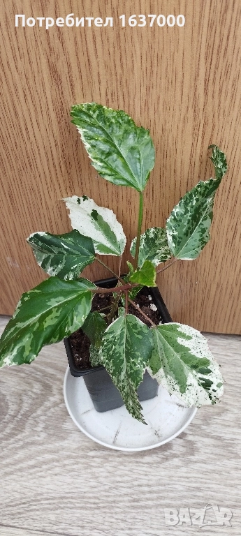 Хибискус вариегатен , снимка 1