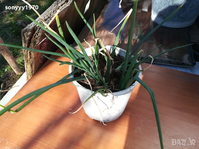 ЛУК ЗАСАДЕН В САКСИЯ-ЗА САЛАТАТА ЗА ДЕКОР ИЛИ ДР 1802241006, снимка 1