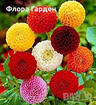 ДАЛИЯ - Глудки/ ПРЕДВАРИТЕЛНИ ПОРЪЧКИ, снимка 1