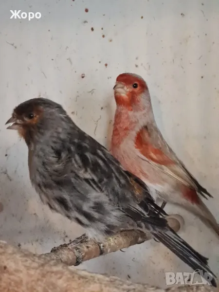 Продавам канари, снимка 1