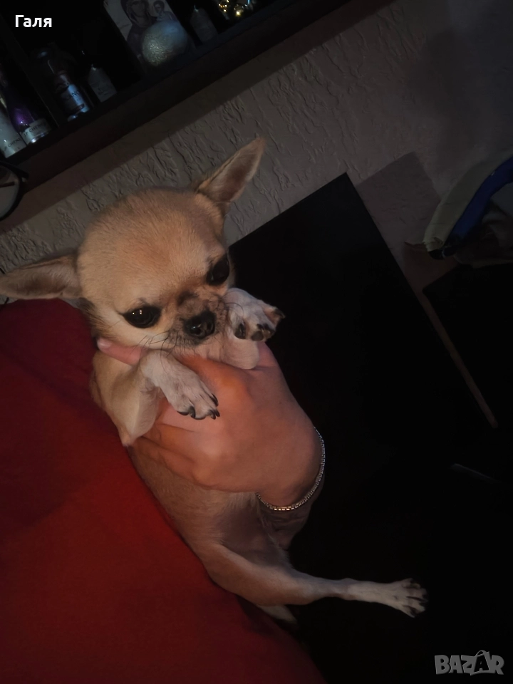 мини чихуахуа , снимка 1