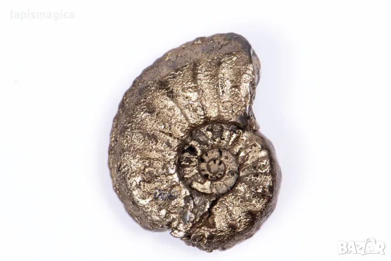 Пиритизиран амонит 2.69g 18.3mm #13, снимка 1