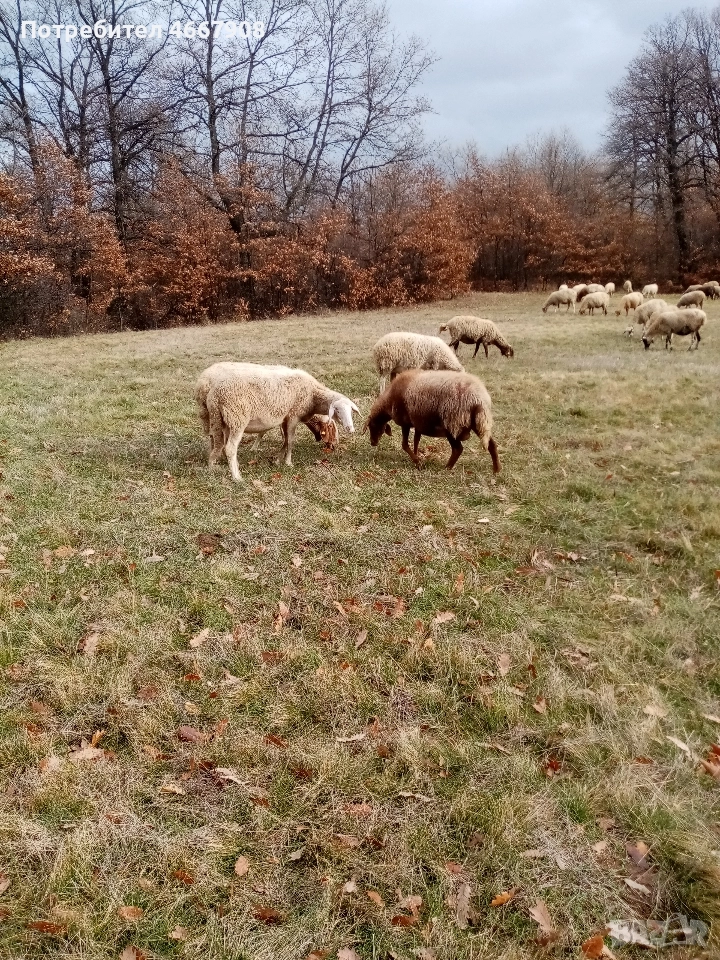 Продавам овце , снимка 1
