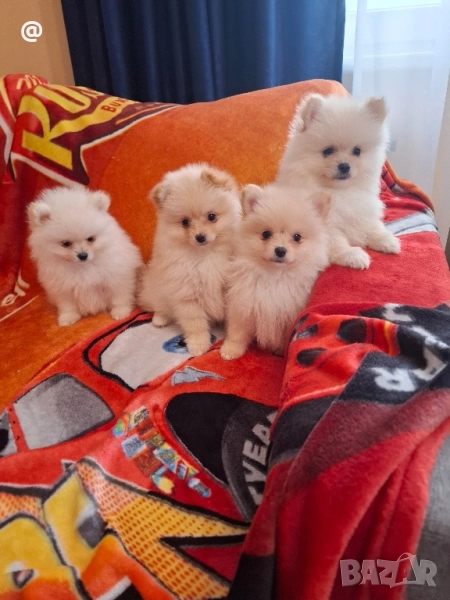 Померан померанчета снимки от днес !, снимка 1