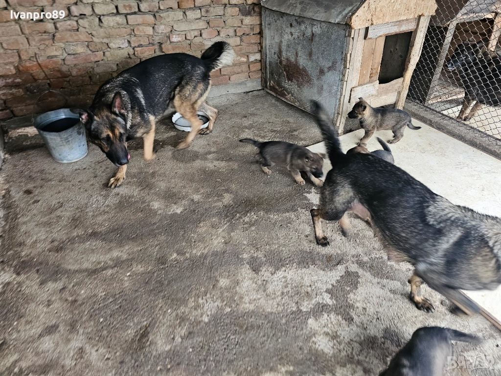 Продавам немски овчарки, снимка 1