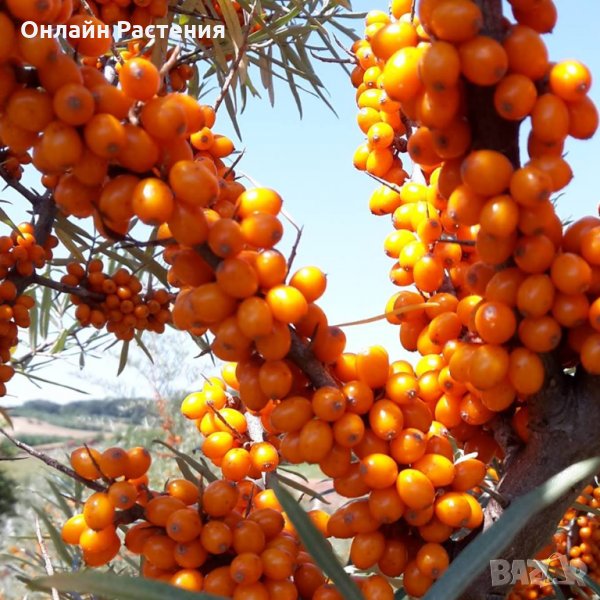 Облепиха (Hippophae) - Растения и Плод, снимка 1