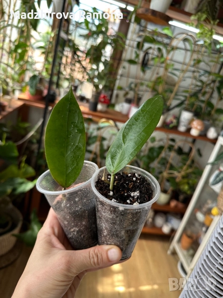 Flores island , снимка 1