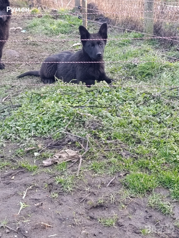 Черна немска овчарка , снимка 1