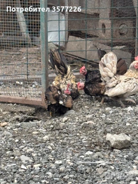 Серами Декоративни кокошки, снимка 1