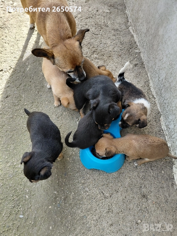 Чихо-пинчери, снимка 1