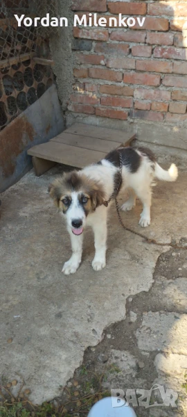 Бьлгарско овчарско куче , снимка 1
