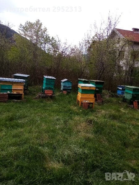 продавам пчелни семейства дадан блат 25 лв рамка, снимка 1