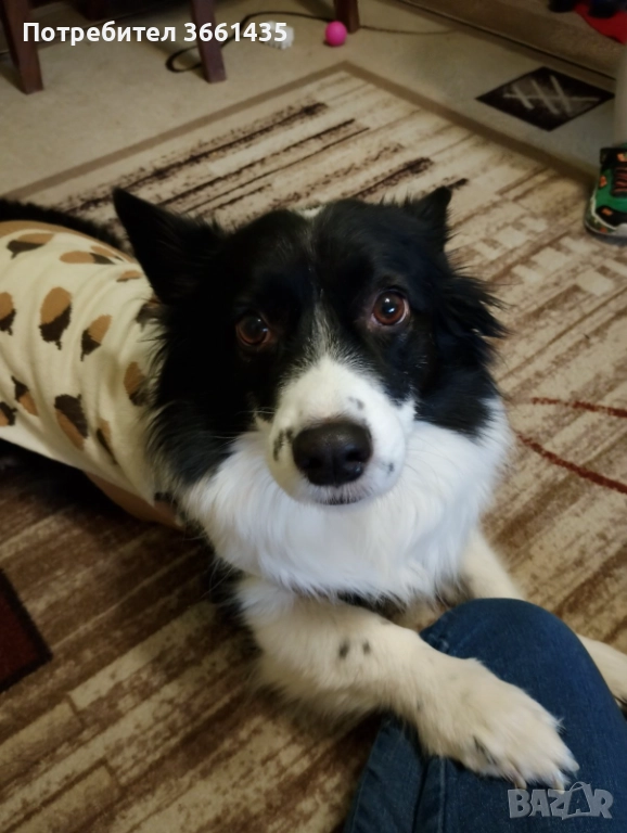 Подарява , снимка 1