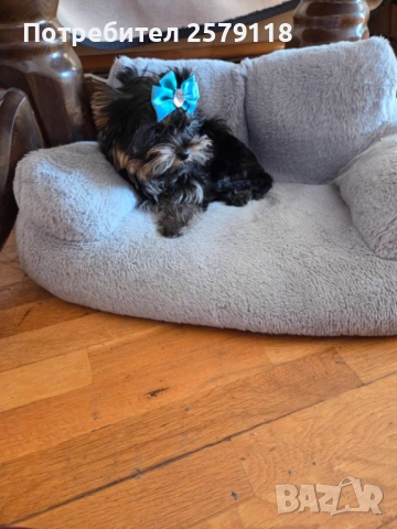 мини йоркширски териер, снимка 8 - Йоркширски териер - 54330323