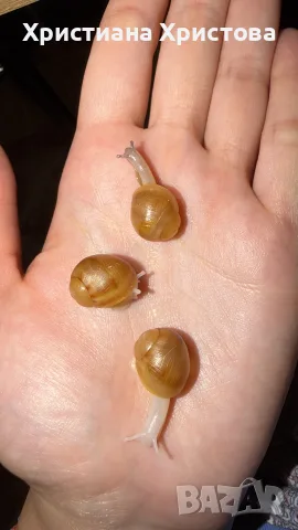 Африкански охлюви archachatina marginata ovum, снимка 2 - Други - 56474203