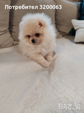 Померан мини мъжки , снимка 6 - Померан - 53726000