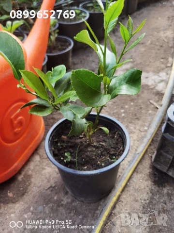 Лимон малък(четери сезона) 