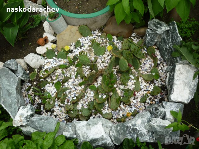Студоустойчиви кактуси Опунция (Бодлива круша) подходящи за Вашата красива градина, снимка 6 - Градински цветя и растения - 29201767