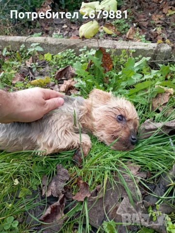 Йорки на около 4 години - момиче 