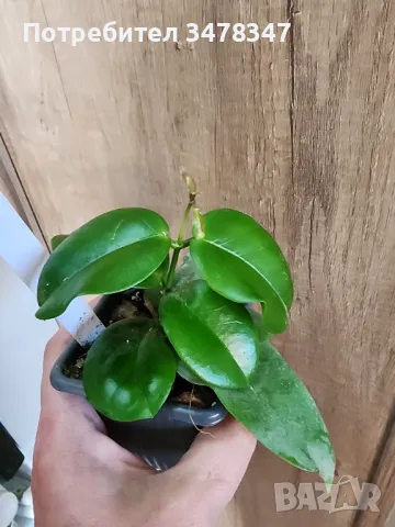 Хоя Dimorpha, снимка 1