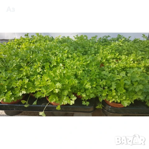 Продавам семена на български Магданоз, реколта 2025 г., снимка 6 - Разсади - 51084340