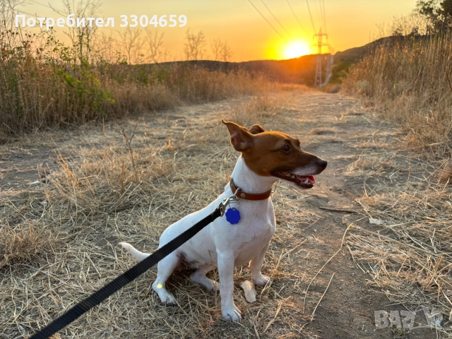 Подарявам куче Джак Райън , снимка 2 - За кучета - 52696252