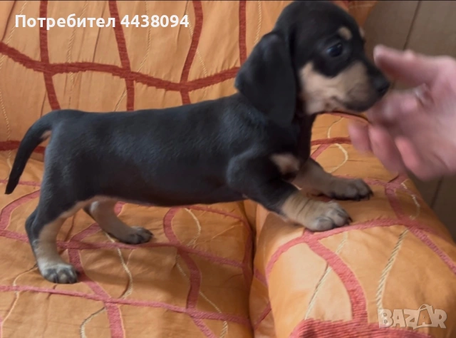 Продавам мини дакелчета , снимка 3 - Дакели - 53272079