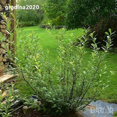Фиданки Бреза и Върба, снимка 9 - Градински цветя и растения - 27205053