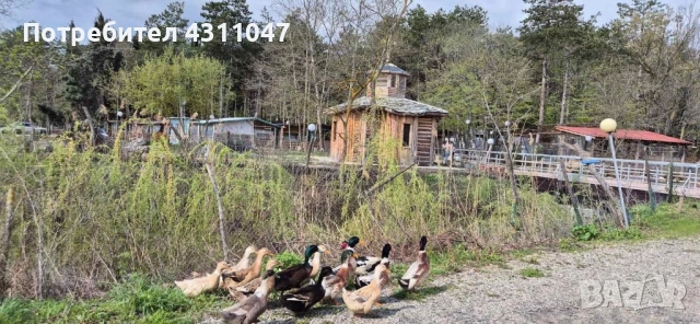 Бунгала на къмпинг Созопол еко , снимка 14 - Квартири, нощувки - 52934013