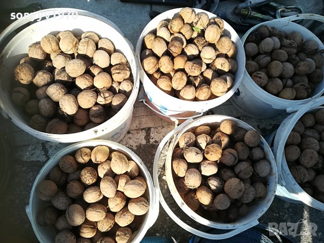 ПОРЪЧАНИ🛑ОРЕХИ 2022Г РЕКОЛТА 1110221741, снимка 3 - Други - 38296818