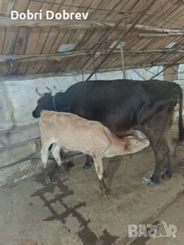 Продавам две крави , снимка 1