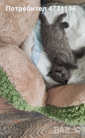 Британски късокосмести женски котета, снимка 8 - Британска късокосместа - 53904101