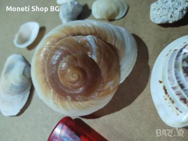 Океански дарове, снимка 5 - Други ценни предмети - 48931197