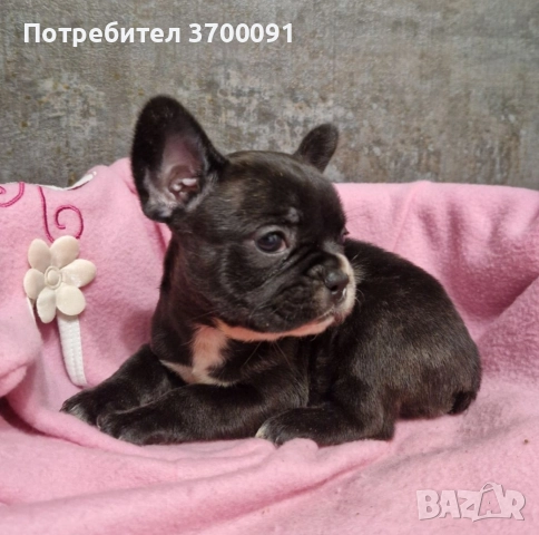 френски булдог , снимка 4 - Френски булдог - 52871698