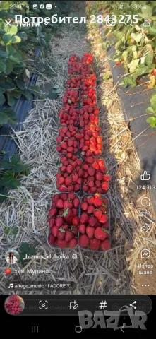 Продавам разсад ягоди , снимка 3 - Сортови семена и луковици - 49800193
