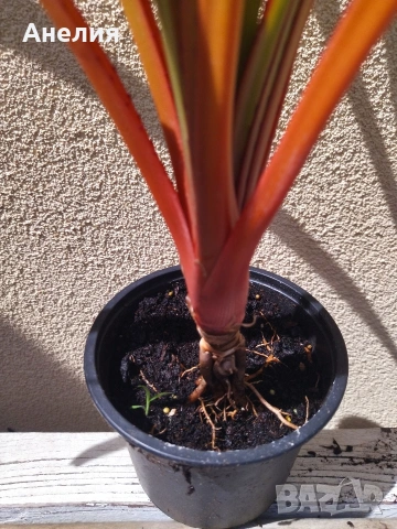 Палма Пандантус- рядко растение-, снимка 4 - Стайни растения - 54349225