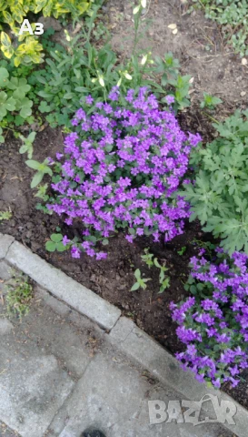 Продавам есенен разсад на Кампанула – синя и бяла, снимка 10 - Разсади - 50508983