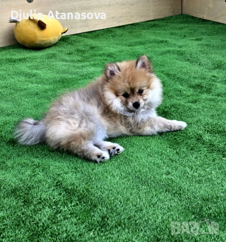 Продавам померанчета, снимка 3 - Померан - 51719427