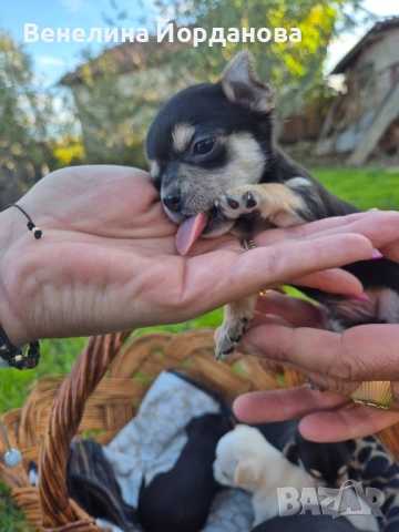 Мини чихуахуа две момченца, снимка 3 - Чихуахуа - 52267825