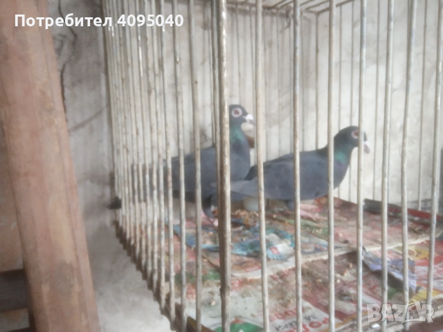 Продавам гълъби, снимка 7 - Гълъби - 51379486