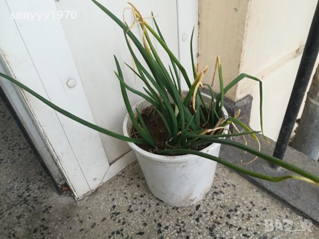 лук в саксия за кухнята 2202241458