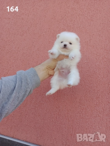 Мъжки и женски бели Померани., снимка 4 - Померан - 52926923