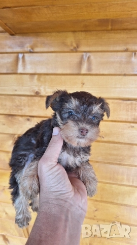 йоркширски териер