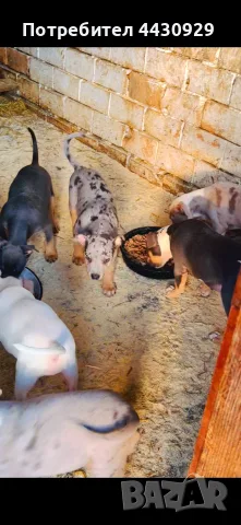 American Bully XL, снимка 5 - Американски стафордширски териер - 56546345
