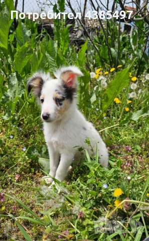 Момче Шелти мини Коли , снимка 2 - Коли - 53650176