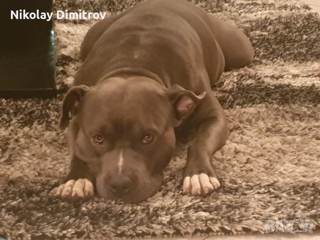 Питбул търси женска, снимка 4 - Търси партньор - 52575976
