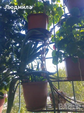 Цветарник,ковано желязо,олекотен,уникален,, снимка 8 - Декорация за дома - 51218359