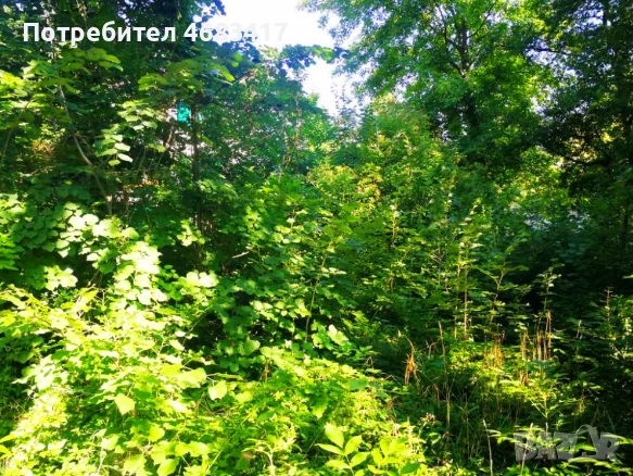 ПРОДАВАМ УПИ В НАЙ-КРАСИВАТА, ТИХА И ЦЕНТРАЛНА ЧАСТ НА ПАНЧАРЕВО НЕПОСРЕДСТВЕНО ДО ЕЗЕРОТО, снимка 5 - Парцели - 52799917